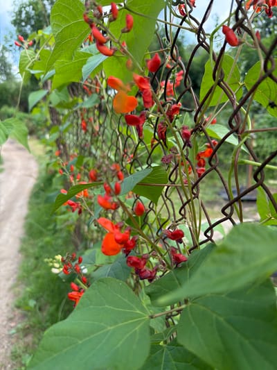 This image depicts a close-up view of scarlet runner bean (Phaseolus coccineus) flowers and foliage growing on a chain-link fence. The vibrant red and orange blossoms are clustered along the vines, interspersed with large, green leaves. The fence is a rusty brown color and appears to be outdoors, possibly in a garden or allotment. In the background, a dirt path is visible to the left, bordered by green grass and vegetation. The sky is overcast. The scene is located in Upeslejas, Latvia. There are no people or animals present in the image.