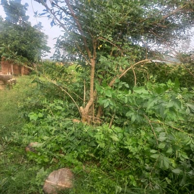 The image depicts an outdoor scene with dense vegetation in Mangu Halle, Nigeria. In the foreground and midground, there is a substantial amount of green foliage, including trees and shrubs. A prominent tree with a thick, light brown trunk and branching limbs is centrally located, its branches extending throughout the frame and partially obscuring other elements. The ground is covered with grass and smaller plants. Two rounded, light brown stones are visible in the lower left portion of the image, resting on the grass. In the background, to the left, a partially visible structure made of reddish-brown bricks can be seen, suggesting a human-made dwelling or building. The sky is overcast and light, indicating a cloudy or hazy day. The overall impression is one of a natural, somewhat overgrown environment with a hint of human presence.