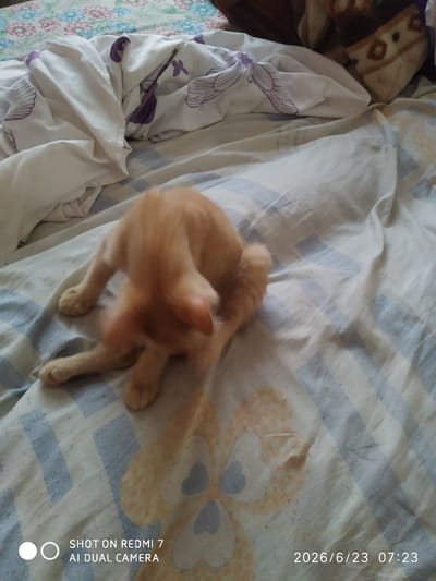 An orange tabby cat is partially visible on a bed covered with patterned sheets and blankets. The cat is in the process of grooming itself, with its head bent towards its body. The bed is in what appears to be a domestic setting. The image also contains a timestamp "2026/6/23 07:23" and "SHOT ON REDMI 7 AI DUAL CAMERA" in the lower right and left corners, respectively. There is no identifiable information about the city of Khalkabad, Uzbekistan in the image itself.