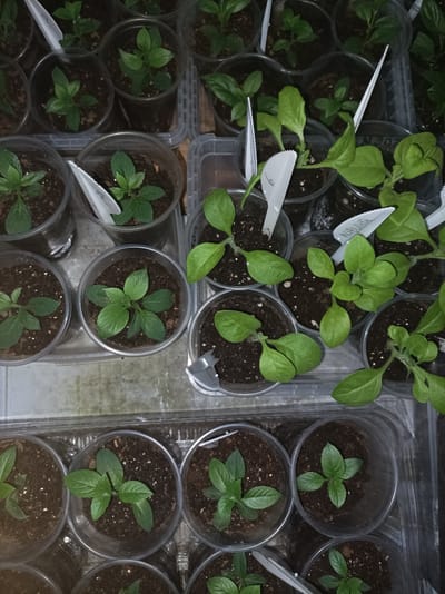 The image shows a close-up, top-down view of numerous small green plants growing in clear plastic cups filled with dark soil. The cups are arranged in trays, suggesting a nursery or home gardening setup. Some of the plants have small white plant tags inserted into the soil. The overall environment appears to be indoors, possibly a greenhouse or a windowsill, with artificial lighting evident. The image does not contain any identifiable landmarks or specific features that would allow for pinpointing a location within Шарпілаўскі сельскі Савет, Belarus.
