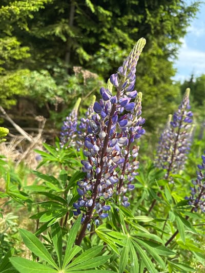 This close-up nature photograph, taken in Vessigebro, Sweden, features several blooming lupine plants as its primary subject. The image is dominated by the distinctive, cone-shaped flower spikes, primarily in shades of purple and lavender, with some lighter, almost white, petals visible. The individual flowers are densely packed along the stems. The palmate leaves, characteristic of lupines, are a vibrant green and are visible in sharp focus in the foreground and mid-ground.
The background consists of lush green foliage, likely trees and shrubs, which are softly blurred, creating a shallow depth of field that emphasizes the flowering lupines. Above the distant foliage, a bright, clear or partly cloudy blue sky is visible.
There is no specific activity or event taking place, as the image captures a moment in nature with the flowers in bloom. The bright natural lighting suggests it is daytime, likely morning or afternoon, under sunny conditions. The composition places the main flower spikes prominently, extending diagonally across the frame. The overall impression is one of natural beauty and vibrant summer growth in the Swedish countryside. There is no visible text in the image.