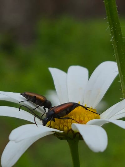 Two longhorn beetles, with dark bodies and reddish-brown wing covers, are positioned on a white daisy with a yellow center. One beetle is in the foreground, facing left, while the other is partially behind it, also facing left. The daisy is in focus, with its white petals and yellow center clearly visible. The background is a blur of green and dark brown, suggesting a natural outdoor setting. There is no indication of the city of Hargla, Estonia in the image.