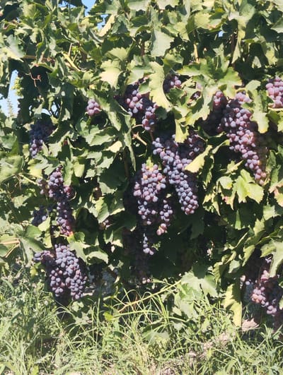 In Kuyi Almazar, Uzbekistan, a close-up shot captures a dense vineyard under bright sunlight. The foreground is dominated by lush green foliage and tall, dry grass, characteristic of an arid environment. The main subject is an abundance of ripe, deep purple grapes, hanging in large clusters from the vines. The grapes are plump and tightly packed, some illuminated by direct sunlight, showcasing their waxy sheen, while others are in shadow, appearing darker. The leaves of the grapevine are broad and veined, some showing signs of slight wilting or browning at the edges, suggesting a late summer or early autumn harvest season. The overall impression is one of a bountiful harvest in a rural, agricultural setting.