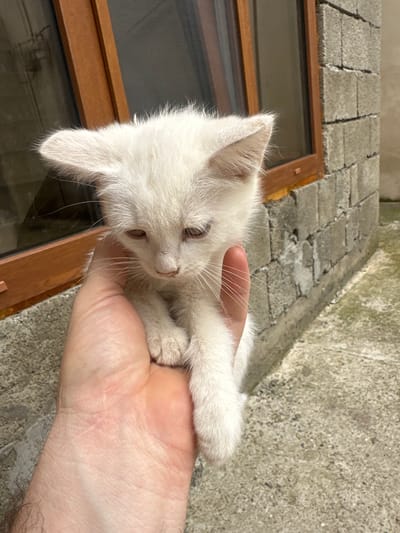A white kitten is held in a person's hand. The kitten is looking down, with its ears pointed upwards. The background shows a brick wall and a window with a wooden frame. The ground is concrete. The image was taken in Subutli-Miatli, Russia.