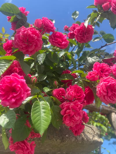 A cluster of bright pink roses blooms against a clear blue sky. The roses, in various stages of opening, are clustered together on thorny green stems. Some petals are tightly furled into buds, while others are fully open, revealing their delicate layers. Lush green leaves, with serrated edges, provide a vibrant backdrop to the flowers. The roses are growing on a stone structure, possibly a wall or a decorative element, which is visible in the foreground. The overall impression is one of natural beauty and vibrant life, suggesting a warm, sunny day in a garden. The location is identified as Drentsi, Bulgaria.