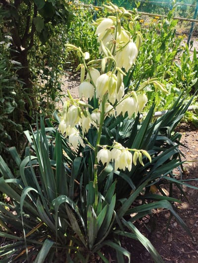 In a sun-dappled garden in Saksahan, Ukraine, a tall Yucca plant displays a cascade of creamy white, bell-shaped flowers. The bloom stalk rises from a dense cluster of long, dark green, sword-like leaves. Behind the Yucca, the garden is a lush tapestry of foliage, with a variety of green plants and some yellow flowers visible in the background, hinting at a vibrant summer setting. The ground is a mix of dark soil and scattered fallen leaves. A subtle hint of a fence can be seen in the upper right corner, suggesting the garden is enclosed. The scene captures a moment of natural beauty, likely in a residential or public garden.