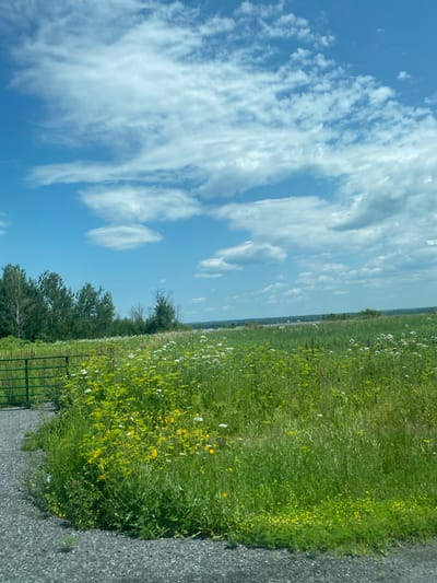 The image depicts a landscape scene in East Hawkesbury, Canada. In the foreground, a gravel path curves to the left, bordered by lush green grass and scattered yellow wildflowers. A portion of a green metal gate is visible on the left side of the image. The midground features a vast field of tall green grass dotted with white and yellow wildflowers, extending towards a distant horizon. A line of trees forms the background, with a hazy horizon beyond. The sky above is a vibrant blue, filled with scattered white clouds, some of which are wispy and elongated. The overall impression is of a natural, open landscape under a partly cloudy sky. There are no people or animals visible in the image.