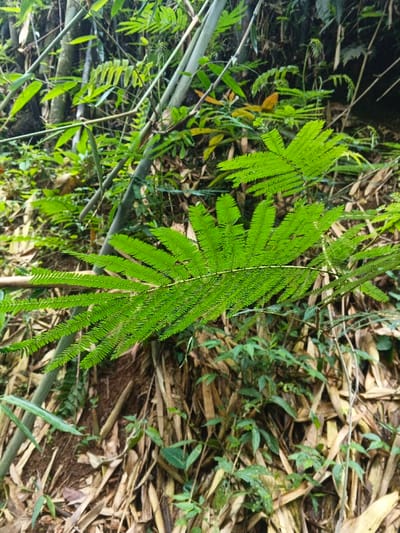 The image displays a close-up of dense tropical vegetation in Situm, Papua New Guinea. A large, bright green bipinnately compound leaf dominates the central and lower-right foreground, extending horizontally. Behind it, multiple light-colored bamboo stalks are visible, arranged vertically and diagonally among other green plant species, forming a dense backdrop. The ground is covered by a thick layer of dried bamboo leaves and other brown and tan organic debris. No people, subjects, or animals are depicted. The scene is naturally lit.