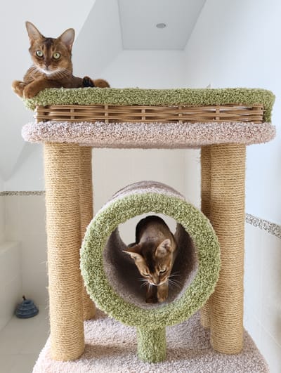 This indoor photograph captures two beautiful Abyssinian cats interacting with a multi-level cat tree in Kolosisty, Russia. The setting appears to be a brightly lit room within a home, featuring white tiled walls with a decorative border and a clean white ceiling.

On the top platform of the cat tree, an alert Abyssinian cat with striking green eyes and golden-brown fur rests. It is positioned on a light green, shaggy carpet-lined wicker basket, looking directly at the camera with a curious expression. Its paws are neatly tucked, and a single black paw pad is visible.

Below, a second Abyssinian cat is partially visible inside a tunnel-like hideaway on a lower level of the cat tree. This tunnel is lined with shaggy carpet in light green and grey tones. The cat is seen emerging or looking out, appearing focused on something below.

The cat tree itself is a sturdy structure with scratching posts wrapped in natural sisal rope. Its platforms are covered in soft, shaggy carpeting in colors of light green, light pink, and grey. In the background, on the white tiled floor, a blue, spiky pet toy is visible. The bright, even illumination suggests a daytime setting. No text is visible in the image. Both cats appear comfortable and engaged in their environment.