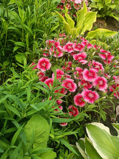 This is a close-up, eye-level, outdoor shot of a dense garden bed in the city of Pervomayskoye, Russia. The primary focus is a cluster of vibrant pink and fuchsia dianthus flowers, characterized by their ruffled petals with white edges and intricate centers. These flowers are surrounded by lush, green foliage, including tall, slender leaves and broader hosta leaves with variegated green and cream patterns. The soil is visible in the background, suggesting a natural, unmanicured setting. There are no people or animals present in the image. The overall impression is one of natural beauty and abundant growth.