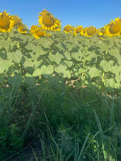 A field of sunflowers is shown under a clear blue sky. The sunflowers are tall, with large yellow petals and dark centers. Their green leaves and thick stalks are visible, forming a dense wall of foliage. In the foreground, tall green grass and other wild plants grow, with some dried seed pods visible amongst them. The overall impression is of a rural or agricultural setting. The location is Novooleksandrivs'ke, Ukraine.