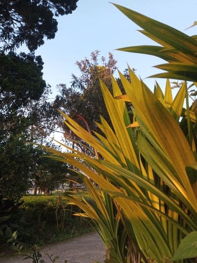 The image captures an outdoor scene in Sa Hti Law (3), Myanmar, under a clear, light blue sky. The foreground is dominated by a dense cluster of tall, variegated plants featuring long, pointed leaves predominantly yellow-green, illuminated by direct sunlight which creates strong highlights and shadows. In the midground, a variety of trees and shrubs are present; a large, dark-foliaged tree occupies the upper-left, while other green trees and a tree with reddish-brown foliage are visible towards the center. A manicured green hedge runs horizontally across the lower midground. A light-colored paved pathway or road curves from the lower-left into the scene's depth. Faintly discernible behind the hedges in the distant background are light-colored structures, indicative of buildings. No individuals or animals are visible in the scene.