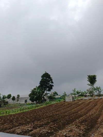 The scene depicts an agricultural landscape in São Félix do Xingu, Brazil, under an overcast, uniformly grey sky. The lower portion of the image features dark brown, tilled earth arranged in parallel furrows, indicating recent cultivation, with small green sprouts visible in rows. The midground contains a cultivated field of green plants, likely young crops, on the left. Scattered trees, including a tall, slender deciduous tree and several broad-leafed plants resembling banana trees, are visible across the midground. A light-colored, rectangular concrete structure, possibly a water tank or utility box, stands in the mid-right. In the background, a long, light-colored building with a sloped roof, consistent with a warehouse or industrial structure, is partially obscured by trees and a concrete wall. No individuals or animals are present in the scene.