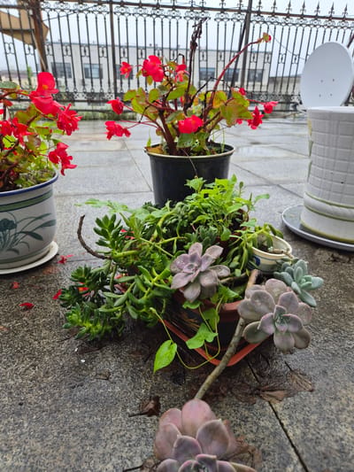The image shows a collection of potted plants on a wet, outdoor patio, possibly a balcony or rooftop, in Hunchun, China. In the foreground, several succulents are arranged in brown pots. These succulents have thick, fleshy leaves in shades of purple and green, with water droplets on their surfaces. Behind the succulents, a plant with bright red flowers and green leaves is in a black pot. To the left, another potted plant with blue and green floral patterns is visible. In the background, a decorative metal railing separates the patio from a blurry view of buildings. A white satellite dish is also present in the background. The ground appears to be paved with grey tiles, and there are scattered red petals and wet leaves on the surface, indicating it might be raining or has recently rained. No people are visible in the scene.