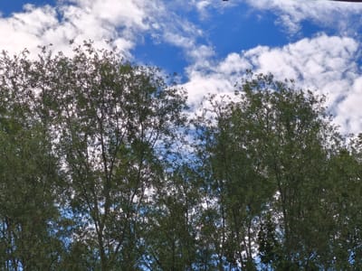 This is a low-angle, outdoor, daytime photograph looking up through the leafy branches of several trees towards a bright blue sky dotted with fluffy white clouds. The foliage of the trees, primarily green with some lighter, possibly silvery leaves, is dense and obscures much of the sky. The trees appear to be of the willow variety, characterized by their slender, drooping leaves and branches. The scene suggests a park or residential area in Fleury-sur-Orne, France, during pleasant weather. No people or specific structures are visible, focusing solely on the natural elements.