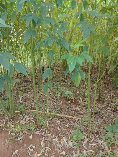 The image displays an agricultural setting in Ugwolawo, Nigeria, characterized by dense vegetation. Numerous tall, slender, green-stemmed plants with trifoliate leaves, consistent with a legume crop like pigeon pea (Cajanus cajan), fill the frame. The ground beneath is reddish-brown soil, partially covered with dry, fallen leaves, plant debris, and scattered patches of smaller green plants. In the mid-ground, two dark-feathered domestic fowl, likely chickens, are partially visible amidst the dense plant stalks, appearing to be low to the ground. Natural daylight illuminates the scene.