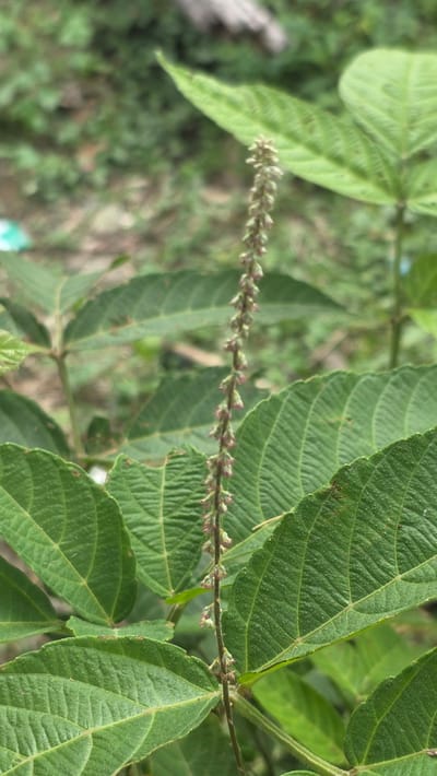 The image shows a close-up of a plant with green leaves and a long, slender flower spike. The plant is located in Raya Sanggeu, Indonesia. The leaves are veined and have a serrated edge. The flower spike is covered in small, inconspicuous flowers. The background is blurred, but it appears to be a natural setting with other plants and foliage.