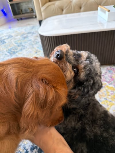 Two dogs are nuzzling each other indoors, with one dog having reddish-brown fur and the other having dark, curly fur. The reddish-brown dog's head and neck are visible, with its fur appearing long and wavy. The dark-furred dog's head is also visible, with its eyes looking upwards and its fur appearing short and curly. A human hand is partially visible supporting the reddish-brown dog's neck. The background includes a blurred carpet with a blue and white pattern, a portion of a textured furniture piece, and a white table with a textured base. There is also a hint of a tufted sofa and a cabinet with a blue light in the distance. The scene appears to be in a domestic setting, likely a living room, within a city.