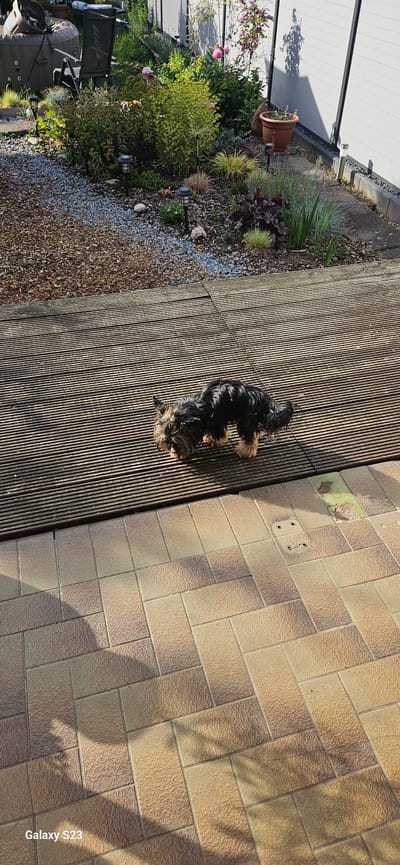 A medium shot depicts a Yorkshire Terrier lying on a wooden deck adjacent to a brick-paved area. The scene is outdoors and oriented at an oblique angle. The left side of the image features a garden with diverse plants, flowers, and gravel. A portion of a white building is visible in the background. The location is likely Schwalbach, Germany.