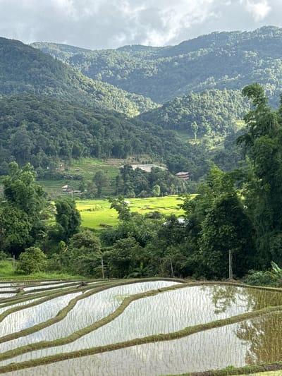 This photograph depicts a serene landscape of cascading rice terraces in Ban Ang Ka Noi, Thailand. The foreground is dominated by the distinct, stepped layers of flooded rice paddies, reflecting the overcast sky and surrounding vegetation. The water in the paddies is shallow, with young rice shoots visible.
Beyond the terraces, the mid-ground reveals more vibrant green fields, interspersed with small clusters of traditional Thai houses and some farm structures, possibly greenhouses. These areas are nestled amidst the lush greenery of trees and smaller hills.
The background is characterized by a majestic, verdant mountain range covered in dense tropical forest. The sunlight filters through the clouds, casting dappled light and shadows across the undulating slopes of the mountains. Tall bamboo trees frame the right side of the image, adding to the tropical ambiance. The overall impression is one of tranquility and a harmonious coexistence between human cultivation and the natural environment. No people are visible in the frame.