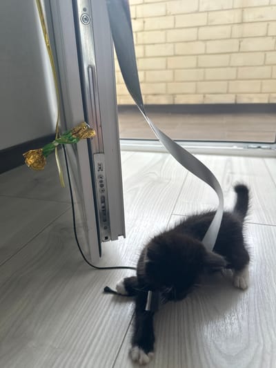 A black and white kitten is tangled in a white ribbon near a sliding glass door on a wooden floor. The kitten's back is to the camera, and its head is turned to its right. The kitten's paws are extended, and its tail is curved upward. The ribbon is wrapped around the kitten's body and draped over the kitten's head. A gold-wrapped object is attached to a yellow ribbon on the left side of the frame, near the edge of the sliding glass door frame. The sliding glass door is partially open, revealing a brick wall and a pathway outside. The environment appears to be an indoor setting, likely a residential area within the city of Novoye, Russia.