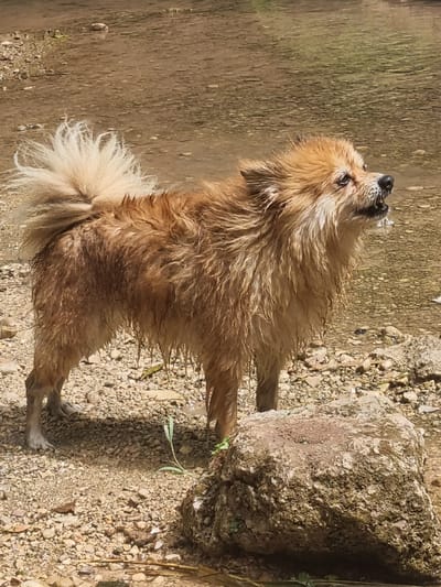 A medium shot captures a small, fluffy, wet, golden-brown dog standing in shallow, muddy water. The dog is facing to the right, with its head tilted upwards, mouth open, and water dripping from its muzzle. Its fur is matted and wet, clinging to its body and trailing from its legs. Its tail is bushy and curled over its back. The dog is standing on a rocky, pebbly shore, with a large, moss-covered rock in the foreground to the right. The background consists of the murky water, with submerged pebbles and occasional patches of green vegetation. The lighting suggests it is daytime, with sunlight casting shadows. The location is described as Anna, Spain.