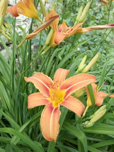 The image displays a close-up view of several orange and yellow daylilies in bloom, interspersed with long, green leaves and some unopened buds. The foreground is dominated by a large, fully opened daylily with prominent yellow stamens and a distinct reddish-orange hue towards the base of its petals. Behind it, other lilies, some in various stages of opening, are visible. The background consists of lush green foliage, suggesting a garden or natural setting. A rough, greyish stone wall is partially visible in the upper left corner. The lighting appears natural, indicating it was likely taken during daylight hours. No text is present in the image. The scene evokes a feeling of natural beauty and growth, typical of a garden in bloom. The location is Ijevan, Armenia.