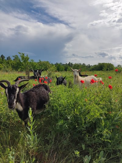 A herd of goats is grazing in a field dotted with red poppies under a cloudy sky. The goats, some black and white and one predominantly white, are in varying positions, with some standing and others lying down amidst the tall green grass and poppies. In the background, a line of trees forms the edge of the field. The scene appears to be a natural, rural environment, possibly in or near Mar'yanivka, Ukraine.