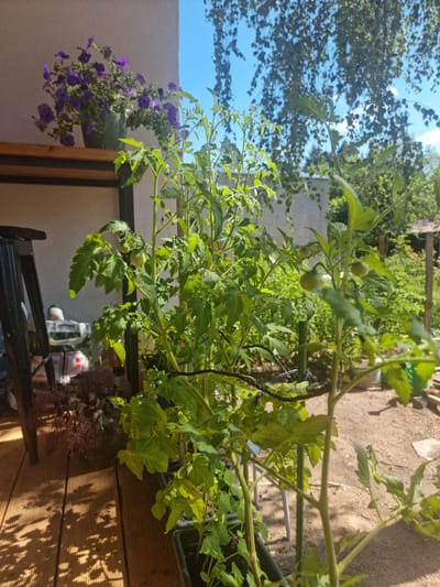 This media file captures a sunny outdoor scene, likely a backyard or balcony garden, in Szczaki, Poland. The primary subjects are a tomato plant laden with small, unripe green tomatoes and a cluster of vibrant purple petunias in a hanging pot. The tomato plant, with its lush green leaves and developing fruit, is positioned prominently in the foreground, supported by a stake and twine. The purple petunias cascade elegantly from their container, adding a splash of color to the scene.
The setting is a mix of natural and man-made elements. Behind the plants, a muted gray wall provides a backdrop, with hints of sandy ground and some greenery suggesting other plants or trees. A wooden deck or railing is visible at the bottom right, casting dappled shadows from the leaves overhead. The sky, a bright blue with scattered white clouds, indicates fair weather and likely a daytime setting, perhaps late morning or early afternoon given the angle of the shadows.
No people are visible in the frame. The overall mood is one of growth and tranquility, suggesting a peaceful moment in a garden. There is no visible text in the image.
