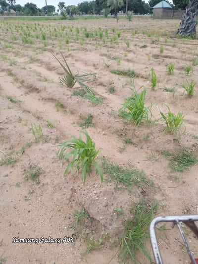 The image shows a field of young, green sorghum plants in Angwan Hausawa, Nigeria. The plants are spaced in rows on sandy soil, with some areas appearing to have been recently tilled. A few palm trees and other vegetation are visible in the background, along with a building with a green roof. The sky is overcast. The foreground shows a few scattered plants and some weeds. The overall impression is of an agricultural landscape in a rural setting. The image is tagged with "Samsung Galaxy A03".