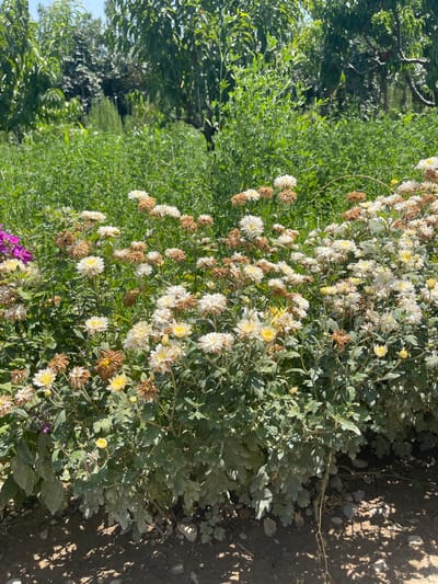 In the city of Жаңы-Абад, Kyrgyzstan, a close-up, eye-level shot captures a dense cluster of white and yellow chrysanthemums in full bloom. Some flowers show signs of wilting and browning. Behind the vibrant flowers, a background of lush green foliage and trees suggests a garden or natural setting. The ground in the foreground is covered with soil, small rocks, and scattered shadows, indicating an outdoor environment under sunlight. There are no people or animals present in the image.