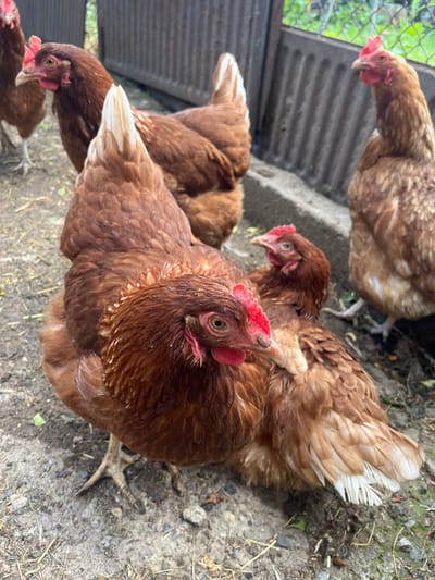 This image captures an outdoor scene featuring a group of brown chickens, likely hens, within an enclosure in Drugan, Bulgaria. At least five chickens are visible, characterized by their reddish-brown plumage, prominent red combs, and wattles. Some chickens exhibit lighter, almost white, feathers on their wings and tails.

The immediate setting is a dusty, earthy ground scattered with small stones, dry grass, and a few green leaves, typical of a well-trodden chicken run. In the background, a wire mesh fence is partially visible on the upper left, suggesting an enclosed space. A corrugated metal or concrete structure also forms part of the backdrop, possibly indicating a coop or shelter.

The chickens appear to be moving or resting casually. The most prominent hen in the foreground looks directly at the camera with an inquisitive gaze, while others are seen looking down, possibly foraging, or moving through the enclosure. The lighting is natural and even, suggesting it is daytime, possibly under an overcast sky or in a shaded area, as there are no harsh shadows. The overall scene conveys a calm, ordinary moment of farm life in a rural setting. No people or visible text are present.