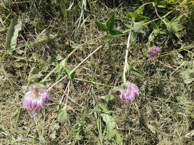 This is a top-down, medium shot of a field of dry grass with several clover plants. The clover flowers are a pale purple and are in various stages of bloom. Some are fully open, while others are still in bud form. The leaves of the clover are a bright green and have the characteristic three-leaf shape. The grass is predominantly dry and brown, with some green blades interspersed. The scene suggests a warm, sunny day in a rural or natural setting. The lighting indicates it is daytime, likely mid-morning or afternoon, due to the bright sunlight casting shadows. There are no people or specific objects visible, other than the plants and grass. The location is identified as Lobkovo, Russia, suggesting an outdoor, potentially agricultural or wild meadow environment. There is no discernible activity or event taking place; it appears to be a static landscape shot. No text is visible in the image.
