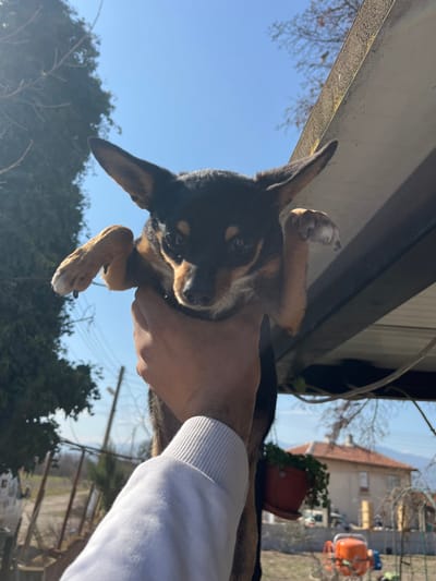 A small, tri-color dog, predominantly black with tan markings on its muzzle, chest, and legs, and prominent erect ears, is held aloft by a human hand. The dog's front paws are extended forward. The hand, belonging to an individual wearing a light-colored, long-sleeved garment with a ribbed cuff, grasps the dog's torso. The scene is set outdoors under a clear blue sky. To the left, a mature tree with dark green foliage is visible. Utility poles with overhead wires are present in the mid-ground. To the right, a weathered, light-colored overhang or roof structure is partially visible. Beyond the immediate foreground, a two-story house with light-colored walls and a dark roof stands in the mid-ground. A red potted plant hangs near the house. Further in the background, an orange piece of equipment, possibly a cement mixer, is discernible on dry, open ground. Distant hills or mountains frame the horizon under the bright sky. The location is Zlatovrah, Bulgaria.
