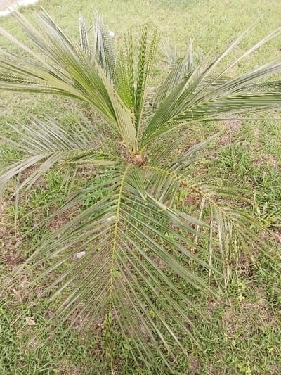 A small coconut palm tree sits amidst a lawn. The palm's fronds radiate from the center, displaying numerous leaflets. Some leaflets have brown edges, possibly indicating dryness. The surrounding lawn features various grasses and some weeds. The overall scene suggests a natural outdoor setting with a focus on the young palm's growth.