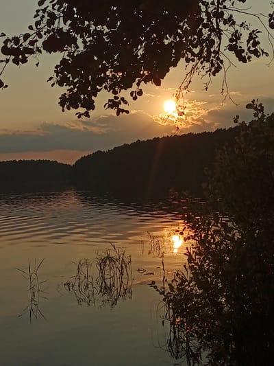 The image captures a tranquil sunset over a body of water, likely a lake or slow-moving river, in Nepryakhinskoye Sel'skoye Poseleniye, Russia. Silhouetted against the golden sky, a dense line of trees forms the distant shoreline. In the foreground, the dark silhouette of leafy branches hangs over the scene, adding depth and framing the sunset. The water's surface is rippled, reflecting the warm hues of the sky and the setting sun. Patches of reeds or aquatic plants emerge from the water, their reflections adding to the serene atmosphere. The overall impression is one of natural beauty and peaceful solitude at the end of the day.