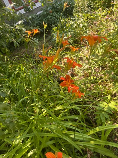 The image captures a vibrant cluster of orange daylilies in full bloom, set against a backdrop of lush green foliage. The flowers, with their delicate petals and prominent stamens, are the clear subjects of the photograph. They are arranged in a naturalistic garden setting, appearing to grow wild or in an unmanicured bed. The tall, sword-like leaves of the lilies create a dense visual texture, interspersed with other garden plants and ground cover.
In the background, a small portion of a building is visible on the left side of the frame. It appears to be a house with a grey, textured wall and a window with a reddish-brown frame. This suggests an outdoor domestic setting, likely a garden adjacent to a residential property.
The lighting in the image indicates that it was taken during the daytime, possibly in the late afternoon or early morning, as the sunlight casts distinct shadows and highlights on the plants, creating a warm, dappled effect. The overall mood is serene and natural, emphasizing the beauty of the blooming flowers and the tranquility of the garden. There is no discernible activity or event taking place; the scene is a still life of nature. No text is visible in the image. The location context provided is Chernove, Ukraine.
