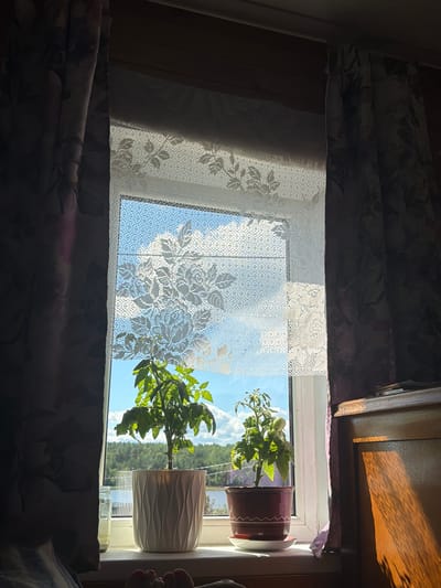 In Yalguba, Russia, an indoor scene captures a sunlit windowsill where two potted tomato plants are positioned before a window. The window is adorned with a white lace curtain, through which a bright sky with clouds and a distant forest and body of water are visible. To the left, a dark floral patterned curtain hangs, partially obscuring the view. To the right, the wooden furniture, possibly a dresser, is illuminated by a strong shaft of sunlight casting shadows. The scene is viewed from a low angle, with a person's feet, painted toenails visible, in the foreground, suggesting they are lying down.