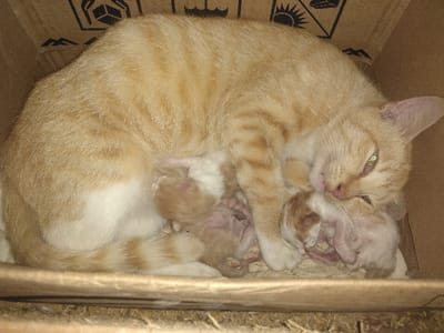 An adult, short-haired, orange tabby cat with distinct darker stripes and white markings on its underside and paws is observed curled on its left side within a brown cardboard box. Its head is slightly elevated and turned towards the viewer, with partially open green eyes. Clustered against its abdomen and forelegs are at least three newborn or very young kittens, appearing pale cream to light orange with faint tabby markings, nestled closely. The mother cat is positioned protectively around the kittens, which are likely suckling or seeking warmth. The interior walls of the cardboard box display faded black stencil-like markings, including a 'handle with care' symbol depicting a box with upward arrows and a sun-like emblem. Light-colored, shredded material serves as bedding beneath the cats. This scene is located in Quesada, Costa Rica.
