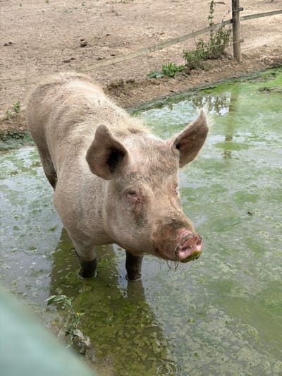 A light-colored pig stands in a muddy, greenish pool of water in an outdoor enclosure. The pig's snout is moist and has some green algae on it. The pig has large ears and its skin appears somewhat pinkish and wrinkled. Behind the pig, the ground is dry and dusty, with a barbed wire fence and a wooden post visible. There are some sparse green plants growing near the fence. The overall environment suggests a rural or farm setting.