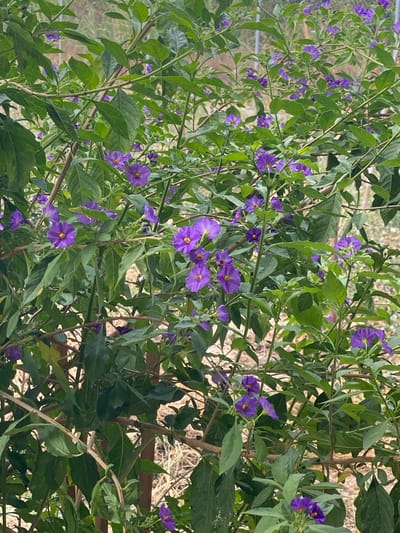 This is a close-up, eye-level, outdoor photograph of a dense bush covered in numerous small, star-shaped purple flowers with yellow centers, interspersed with dark green leaves. The bush is in full bloom, with flowers and foliage filling the frame. The background is blurred and appears to be a natural, outdoor setting, possibly a garden or park, with hints of dry vegetation and a metal fence. The lighting is natural, suggesting it was taken during the day. The image was captured in Zeneta, Spain. There are no people or animals visible in the scene.