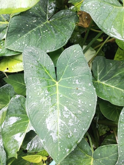 Lush green elephant ear leaves fill the frame, glistening with raindrops. The leaves vary in size and shape, some large and rounded, others smaller and more pointed. A prominent, heart-shaped leaf sits centrally, showcasing a network of veins. The vibrant greenery creates a dense, tropical feel, enhanced by the water droplets that add a sense of freshness.