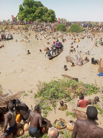 The image captures a crowded outdoor scene during a communal fishing event on a body of muddy, brownish-tan water in Kokani North, Nigeria.

In the immediate foreground, several dark-skinned individuals are partially submerged in the shallow, muddy water near the bank, surrounded by green aquatic vegetation. They are seen handling various light-brown gourds, some whole and others broken, and portions of fishing nets. One individual on the far left wears a striped tank top, while others are bare-chested or in dark attire.

The midground features numerous individuals, primarily male, wading or partially submerged in the murky water, actively engaged in fishing. Many are deploying or retrieving traditional fishing nets, characterized by visible wooden frames and mesh. Numerous large, round, light-brown gourds, likely used as floats or containers, are scattered across the water's surface. Two wooden canoes are visible; one prominent canoe in the central midground carries multiple people, with one individual at the stern operating a long pole.

In the background, a substantial crowd of spectators densely occupies an elevated, dry bank that stretches across the horizon. Green deciduous trees and smaller bushes line the bank. Red banners with white text, possibly advertisements or event branding, are visible among the distant crowd. The scene is illuminated by bright daylight under a clear sky.