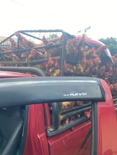 A red pickup truck, with an attached black roll bar bearing the word "REVO", is transporting multiple cages full of brown chickens. The image was taken at Ruchu ward, Kenya. The cages are stacked high, and the chickens are densely packed within them. A black leather truck seat is visible within the cab of the truck. The background shows a sky with trees.