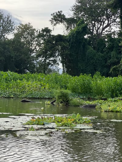 A body of calm, green water fills the foreground, with ripples reflecting the overcast sky. Lily pads and water lettuce float on the surface, some supporting small white water lilies. In the middle ground, a dark log juts out of the water. Behind the water, a dense wall of tall green vegetation, likely corn stalks, stretches across the frame, interspersed with lighter green aquatic plants. Further back, the dense foliage of large trees creates a dark green backdrop. The overall scene depicts a lush, natural environment in Altagracia, Nicaragua.