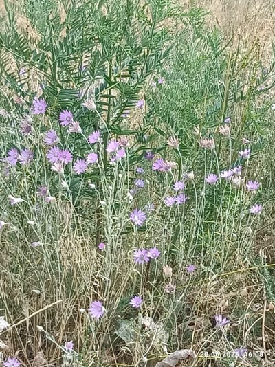 This is a medium-shot, eye-level, outdoor photograph of a field of wild flowers. The dominant colors are muted greens and purples with dry, brown grasses in the foreground and background. The flowers are small and purple with thin, delicate stems and petals that appear papery. They are scattered throughout the image, some in bloom and others appearing as dried seed heads. The background is filled with dense green foliage and dry grass. There are no people visible in the image. The timestamp in the lower right corner indicates the date and time as 20.06.2026 16:08. The location is identified as Ak-Beshim, Kyrgyzstan.