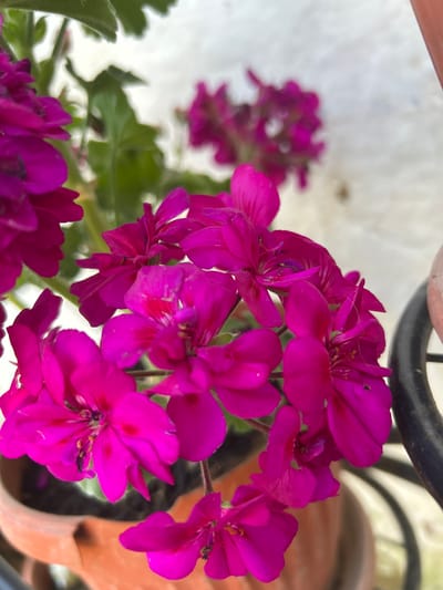 A close-up, shallow depth-of-field photograph focuses on a cluster of vibrant fuchsia geranium flowers in a terracotta pot. The flowers are the primary subject, with their delicate petals and dark centers clearly visible. Green leaves and stems are also present, interspersed among the blooms. In the background, a blurred white wall and a dark metal railing suggest an outdoor setting, possibly a balcony or patio. The image is shot from a slightly elevated angle. There are no people or any indication of activity.