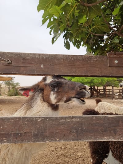 A llama with brown and white fur, tagged with "402," peers through a wooden fence at the edge of what appears to be a pen area with sand/dirt. A tree with large leaves is visible in the background. The image was taken in Mizpe Ramon, Israel.