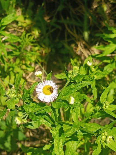 A close-up shot captures a single white daisy with a bright yellow center, surrounded by green foliage and buds. A small bee is visible on the flower, its body dark brown with stripes. The lighting suggests it is daytime, with the sun casting shadows and highlighting the textures of the leaves and petals. The background is a blur of green and brown, indicating a natural outdoor setting, likely a field or meadow. The overall impression is one of natural beauty and a moment in time during the warmer seasons. The location context is Ust-Dzheguta, Russia. There is no visible text in the image.