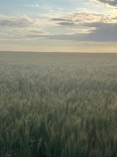 The image depicts a vast, green wheat field under a cloudy sky. The sun is visible through gaps in the clouds, casting a soft, hazy light over the landscape. In the distance, a faint line of what appears to be an irrigation system stretches across the horizon. The bottom of the image shows a few scattered white flowers amidst the wheat stalks. The overall impression is one of a serene, rural setting. The image is of the city of Momberg, Germany.